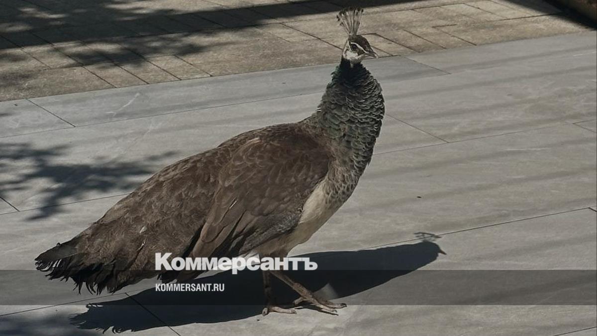 Захарова пошутила про ждущего Лаврова павлина в ЮАР