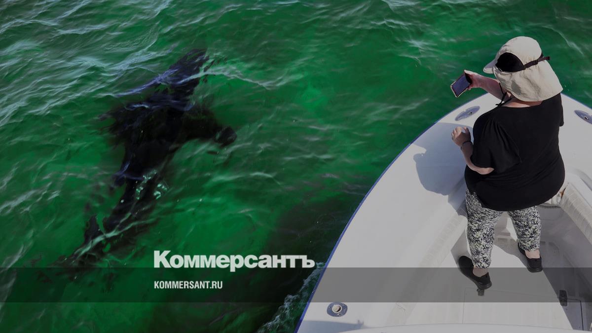 Атаки акул: как соцсети и знаменитости способствуют росту нападений