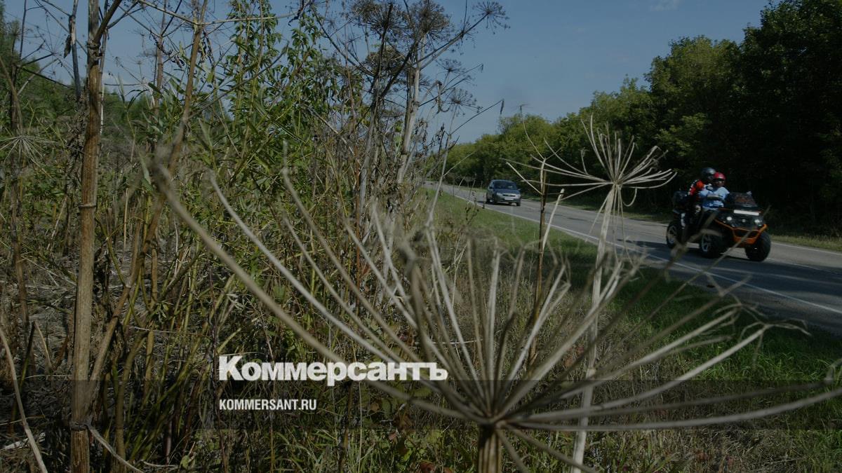 Мособлдума приняла закон о штрафе 5 тыс. рублей за неудаление борщевика