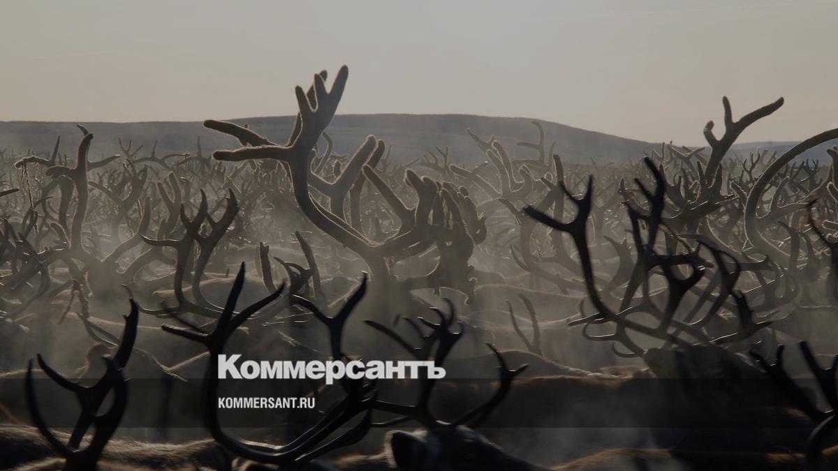 Рога благородного оленя обнаружили таможенники в багаже пассажира в Толмачево