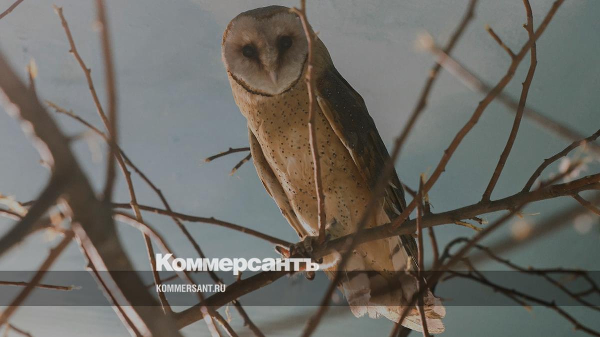 В зоопарк Екатеринбурга доставили двух сипух из Казахстана